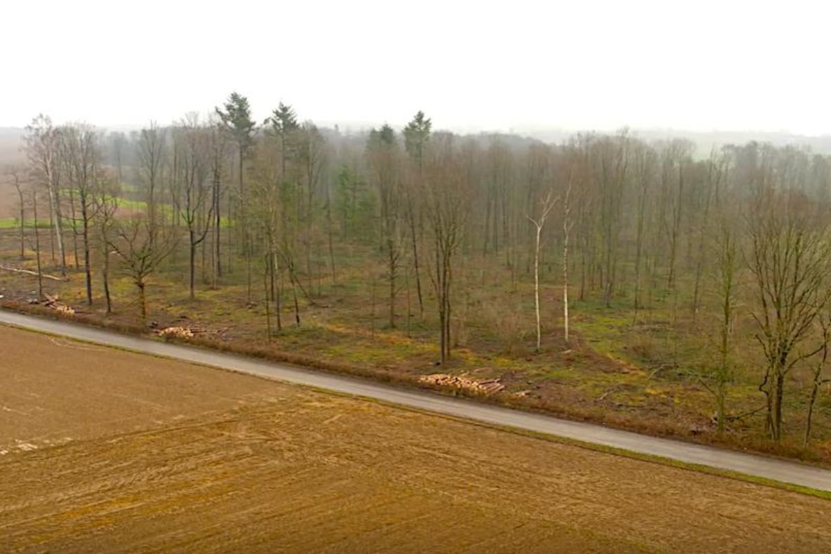 3 000 arbres plantés à Seny