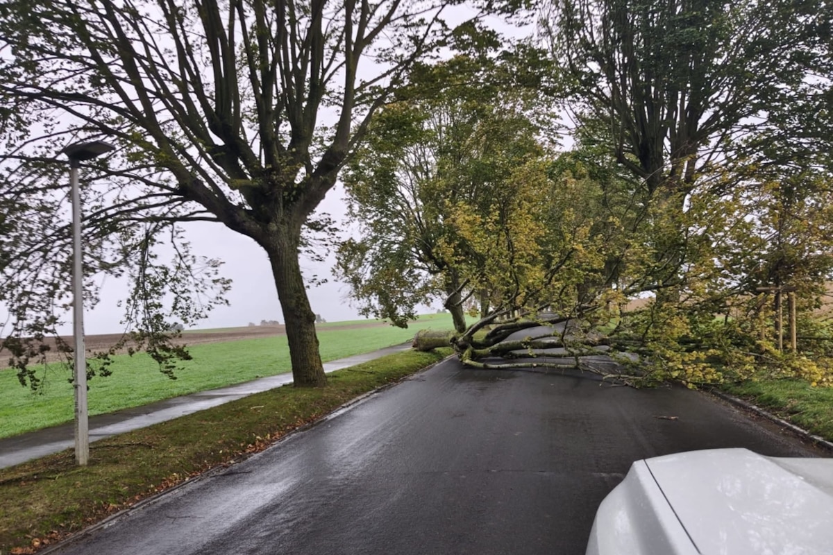 Un tilleul est tombé sur la drève Chèvequeue, à Walhain, ce vendredi. Celle-ci était fermée à la circulation.