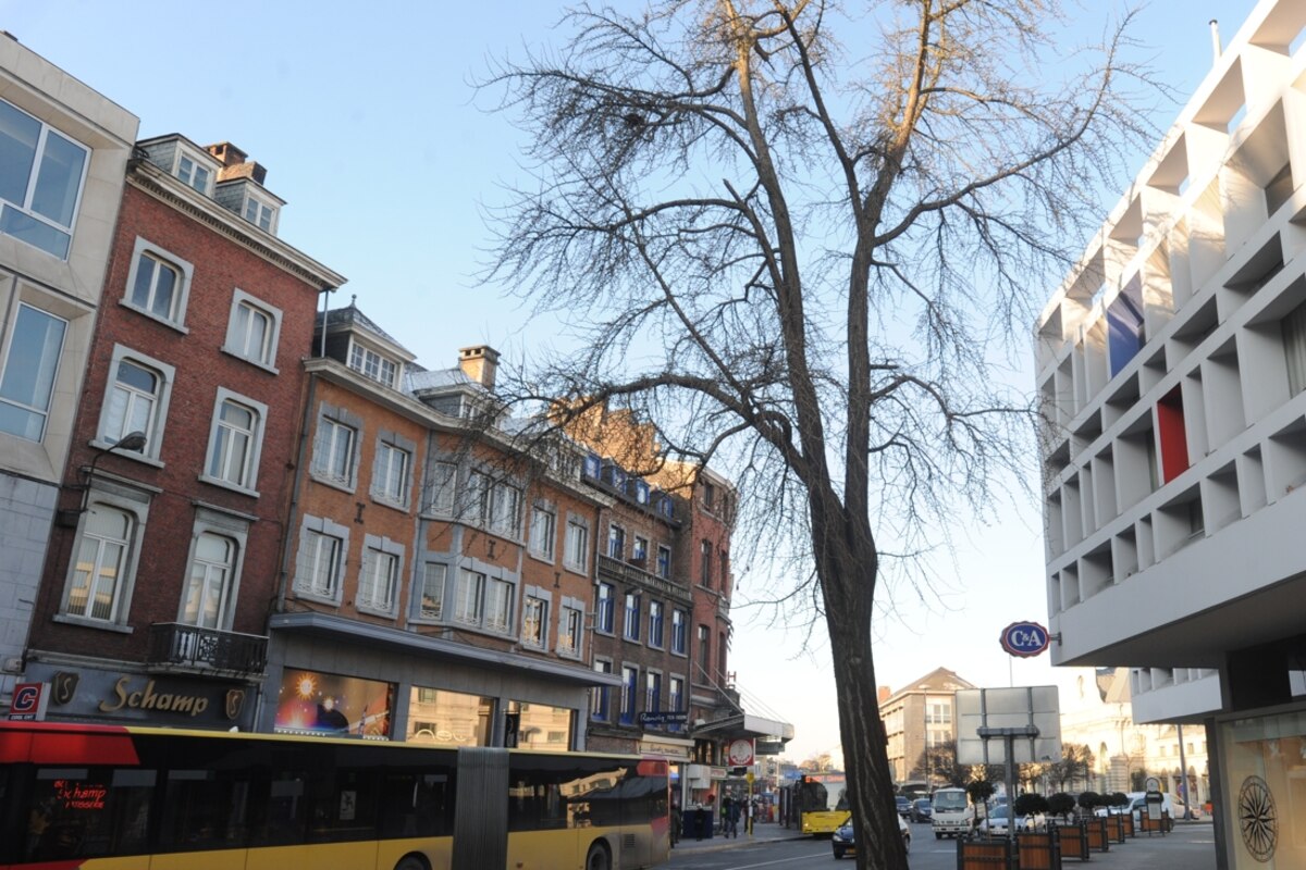 Les arbres du square Léopold