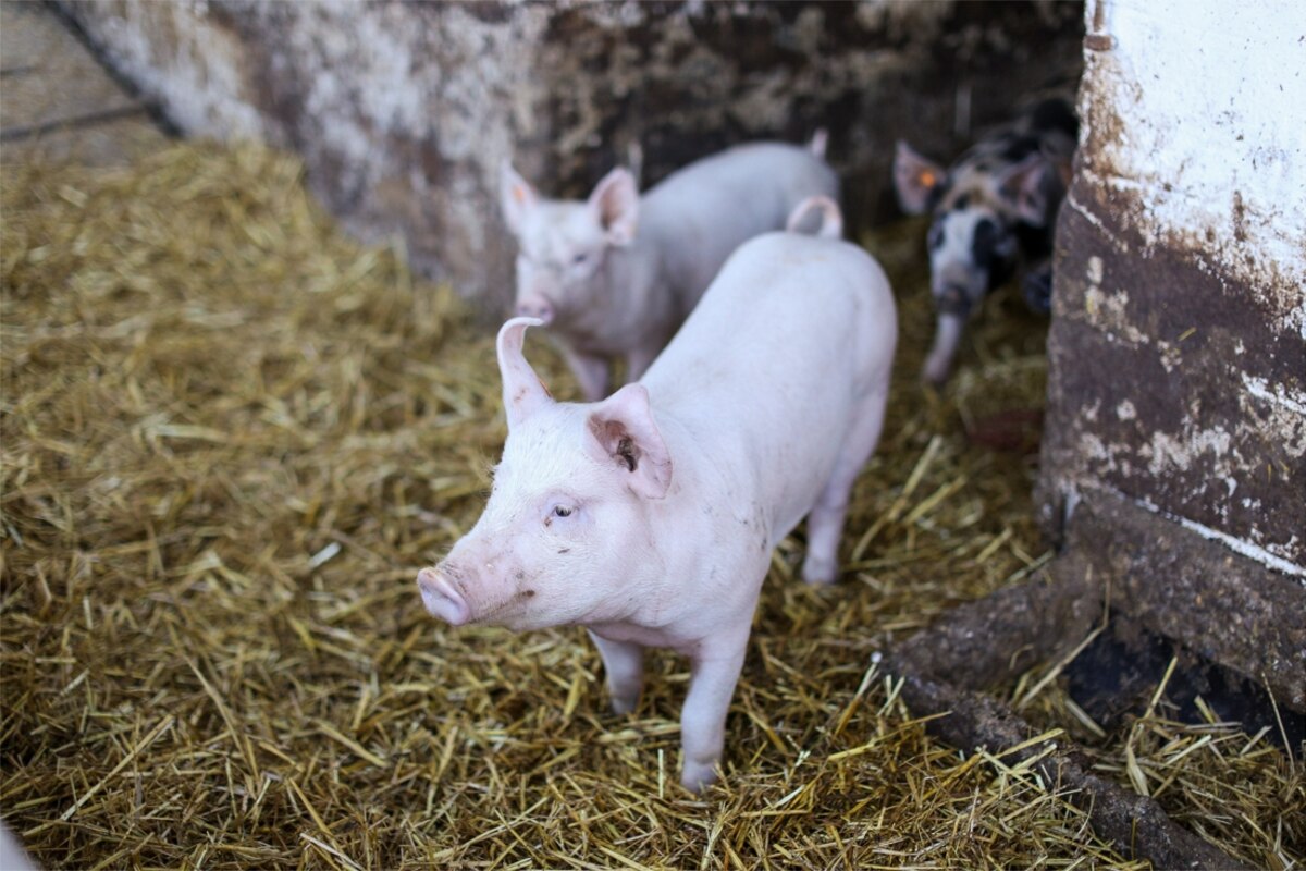 La peste porcine africaine en Allemagne fait chuter les prix du porc en Belgique